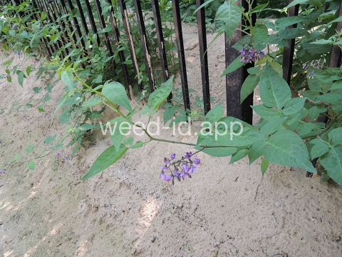 nightshade, bittersweet